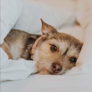 Meet your Posher, Annie